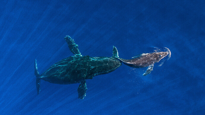 座头鲸妈妈将她熟睡的幼鲸推到水面-夏威夷毛伊岛