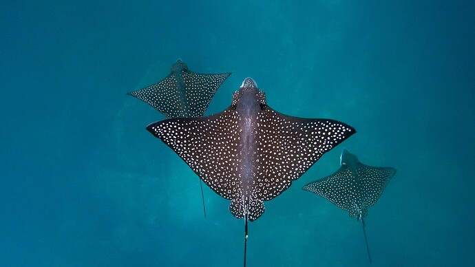 斑点鹞鲼-圣克里斯托瓦尔岛_-加拉帕戈斯群岛-厄瓜多尔