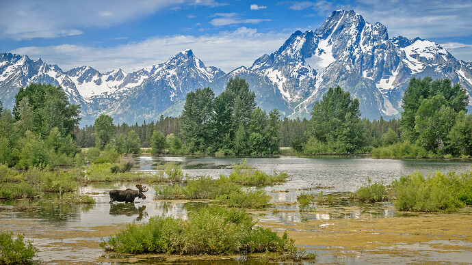 驼鹿穿过莫兰山下的池塘-怀俄明州大提顿国家公园